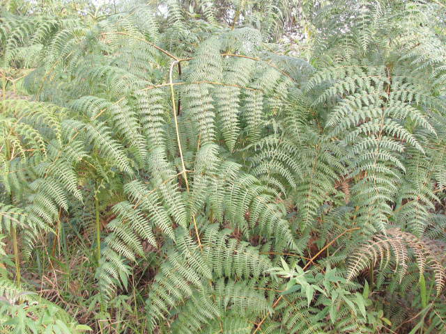 Riscos de plantas tóxicas nas pastagens é tema de série de publicações da Embrapa