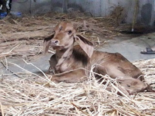 Embrapa apoia programa de melhoramento de raças indianas na Índia