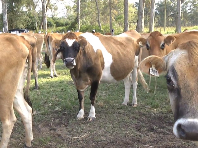 Como a Índia pretende melhorar o seu setor lácteo?