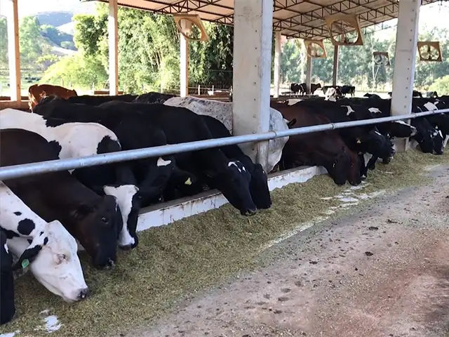 Cenário atual sinaliza cautela para todos os segmentos da cadeia do leite