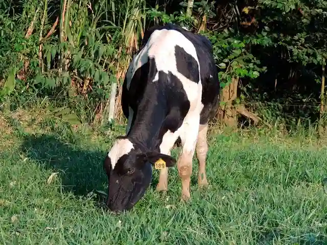 Preço do leite para os produtores cai pelo segundo mês consecutivo