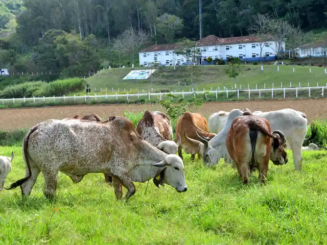 Margem de lucro de produtores de leite diminui