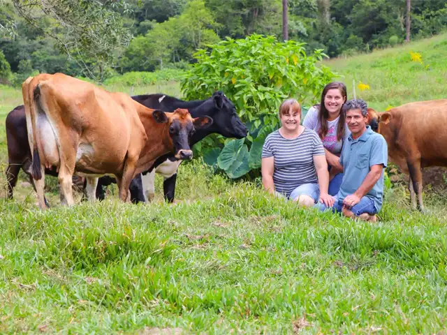 Com rebanho híbrido, família encontra alternativa para a produção de leite em áreas em declive