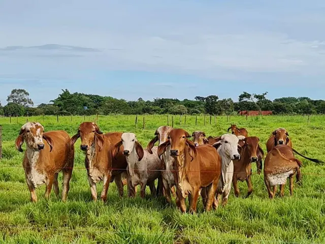 EPAMIG vai testar desempenho de bovinos da raça Gir Leiteiro em diferentes pastagens