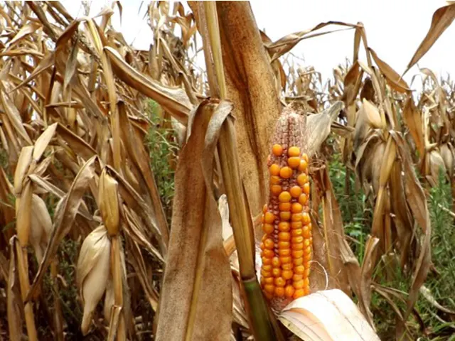 A colheita do milho avançou para 34% da área cultivada