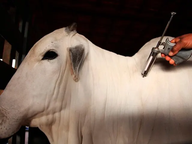Emdagro alerta produtores de bovinos sobre vacinação contra a brucelose