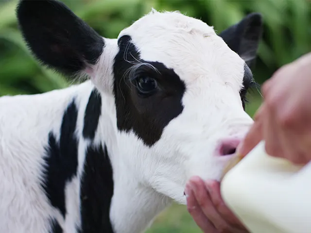 Produtores de leite economizam até 30% com o uso de Nattimilk na dieta de bezerras