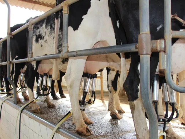 Aumento da produção de sólidos do leite é estratégia para lucratividade na pecuária leiteira