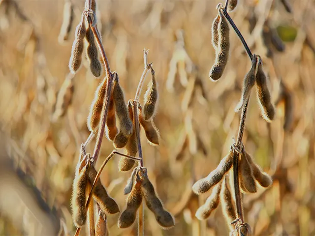 Plantas daninhas podem reduzir produtividade da soja em até 60%