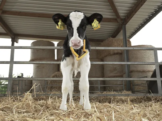 Produção e longevidade das vacas leiteiras estão associadas à nutrição na fase de aleitamento