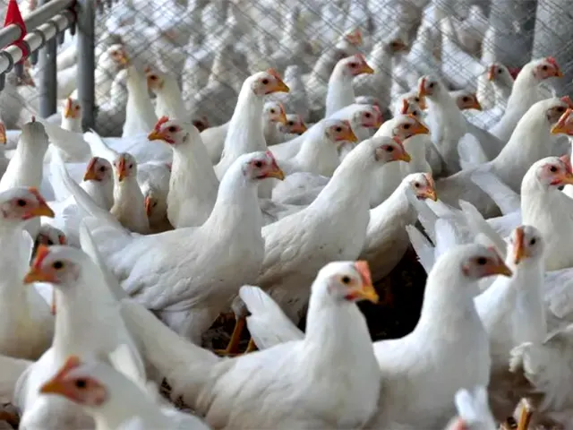 Goiás reforça medidas de prevenção da influenza aviária após o registro de casos na Colômbia