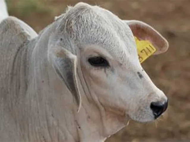 Melhoramento genético na pecuária passa pela identificação individual de bovinos