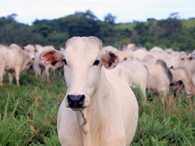 Intensificação das chuvas acelera surgimento de infecções em bovinos de corte