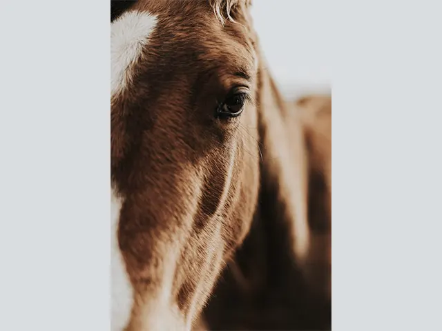 Sem tratamento, uveíte recorrente pode causar cegueira nos equinos 