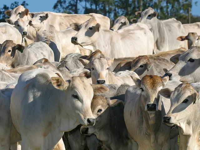 Cerca de 73 milhões de bovinos e bubalinos deverão ser vacinados contra aftosa até o fim do mês