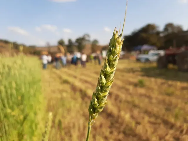 EPAMIG e Emater-MG montam Unidades Demonstrativas de trigo para alimentação de bovinos leiteiros
