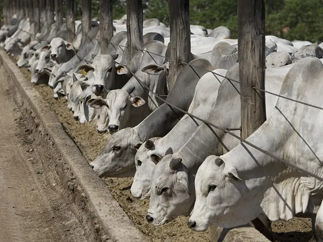Agronorte lança ração ideal para a manutenção da saúde e produtividade do gado no período de seca