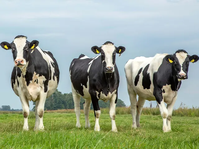 CNA e Faesc reivindicam medidas de apoio aos produtores de leite e carne