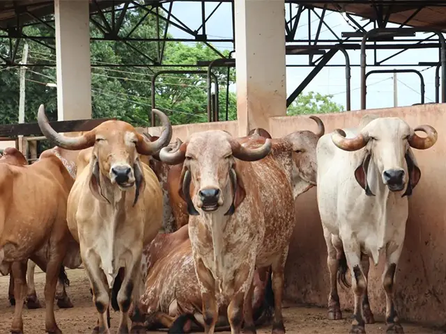 Cochos automatizados vão ajudar nas pesquisas da EPAMIG em bovinocultura