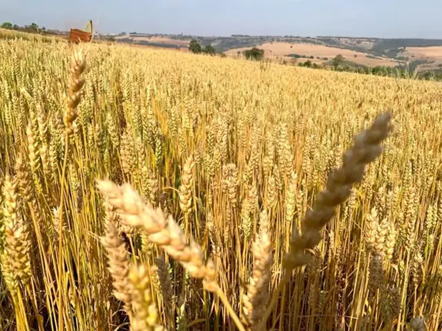 Pesquisas da EPAMIG sobre cultivar de trigo para silagem apresentam resultados promissores