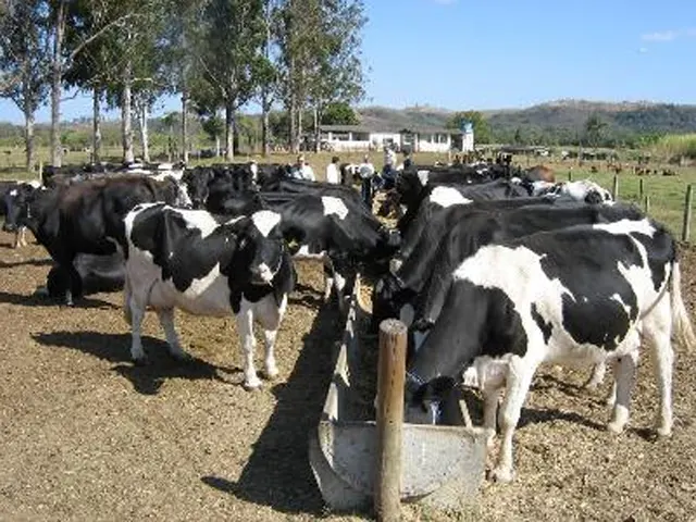 Eficiência na produção é o caminho para ter rentabilidade na produção de leite