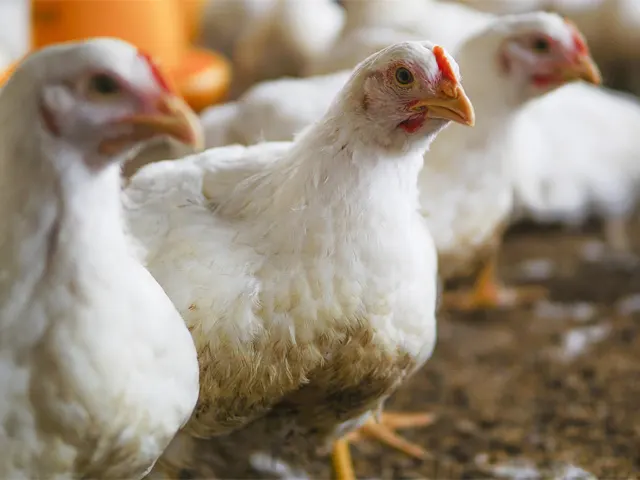 Nutrição balanceada é fundamental para o bem-estar e a produtividade das aves