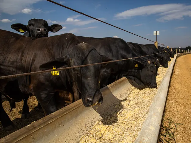 Controle de parasitas é essencial para obter boa produtividade no confinamento