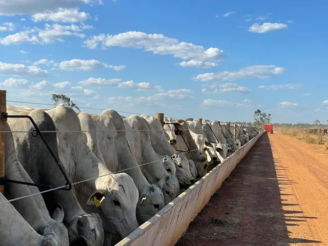 Rentabilidade do confinamento de bovinos depende de boas estratégias nutricionais e infraestrutura