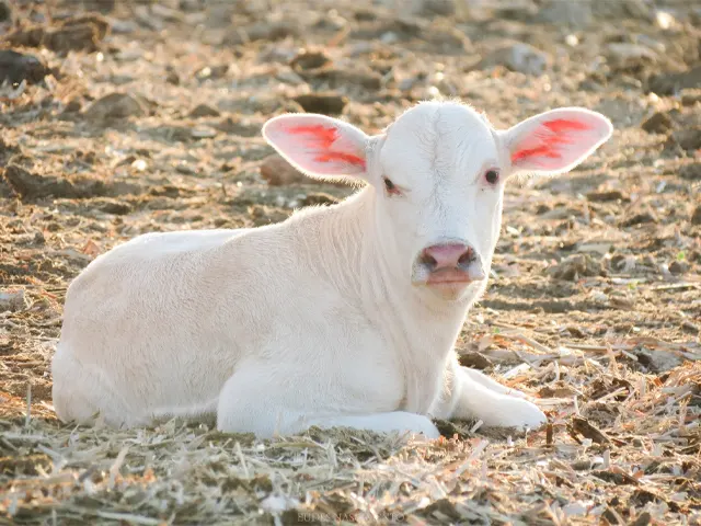 Bicheiras em bovinos desafia a saúde animal e as finanças da fazenda