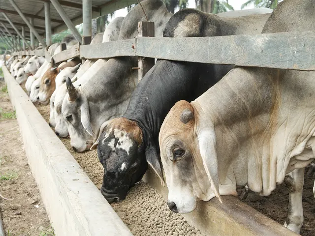 Pneumonia é vilã do bem-estar dos bovinos nos períodos de baixa temperatura