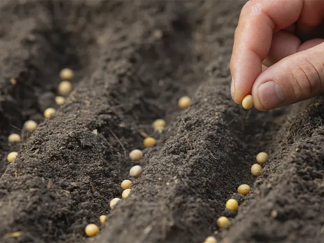 Tratamento das sementes com micronutrientes eleva qualidade e potencializa produção de cereais