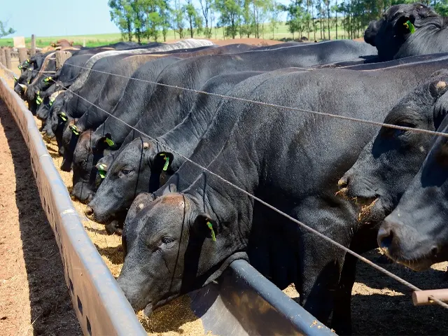 Doenças Respiratórias de Bovinos desafiam a produtividade da pecuária