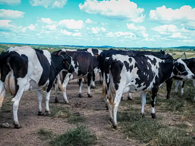 Investimentos do Governo de Sergipe recuperam e ampliam produção pecuária no estado