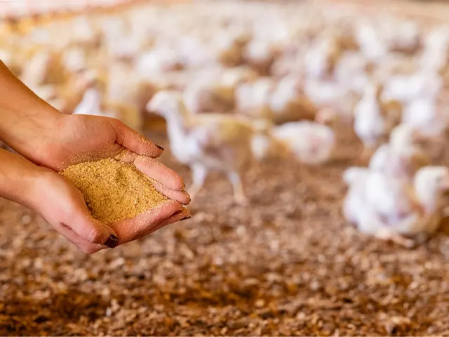 Qualidade de matérias-primas da ração é imprescindível para o bom desempenho zootécnico de aves