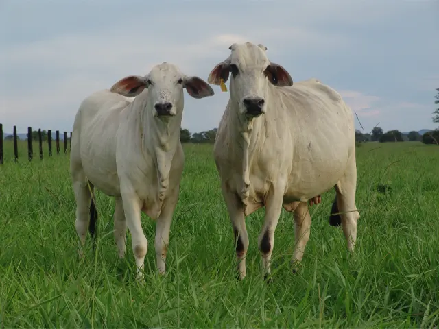 Manejo nutricional de vacas de corte é aliado da produtividade