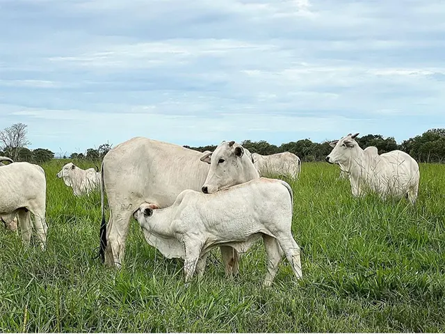 Nutrição adequada é essencial para melhorar a taxa de concepção bovina