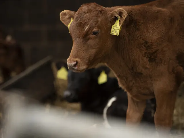 Tristeza Parasitária Bovina tem potencial para afetar 75% dos animais jovens no Brasil