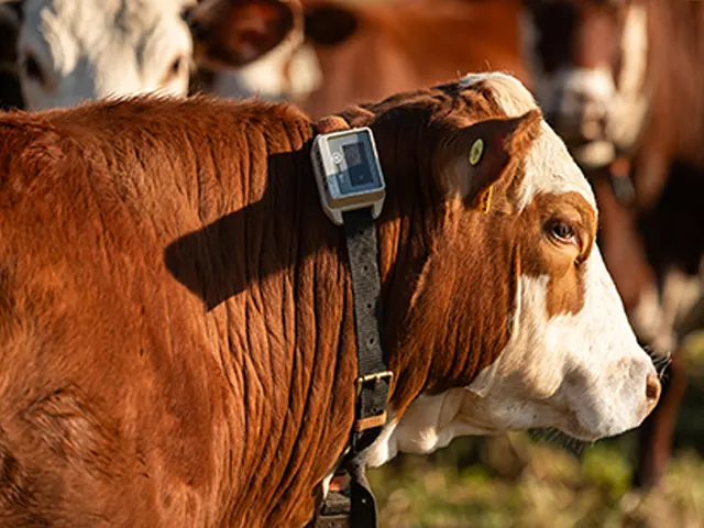 Furto e roubo de gado no país exigem uso de tecnologias pelos pecuaristas 