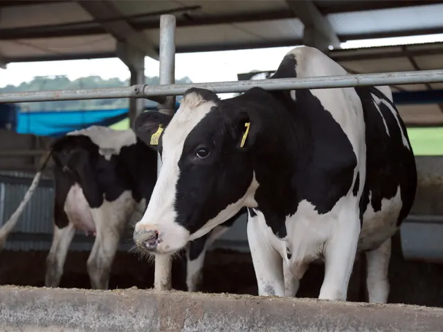 Pesquisa do IBGE aponta potencial da produção catarinense de leite e de ovos