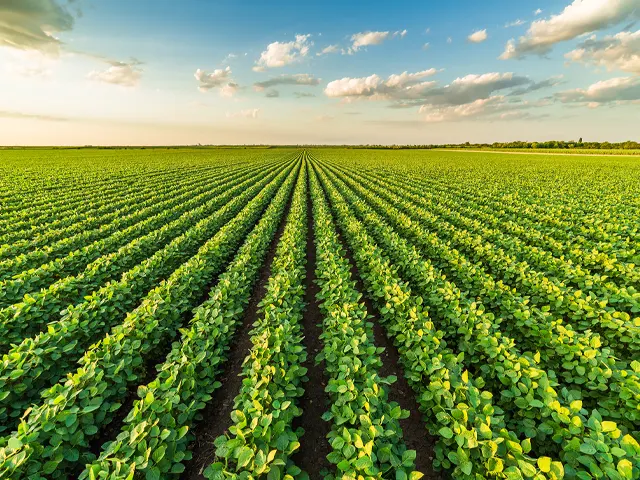 Micronutrientes balanceados e no momento certo é chave para uma safra de soja lucrativa