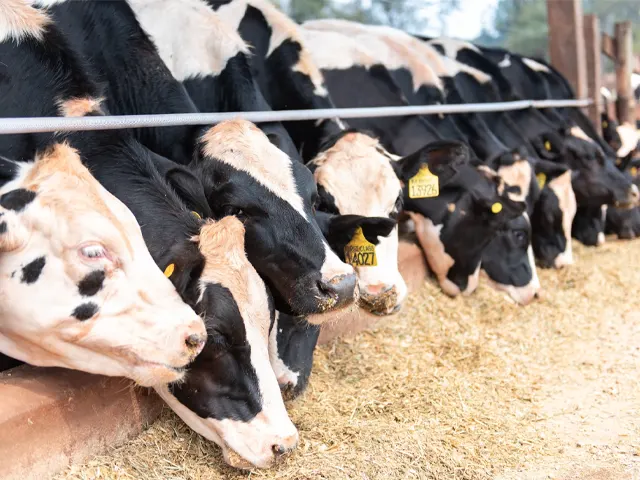 Período de transição das vacas leiteiras impõe desafios nutricionais aos pecuaristas